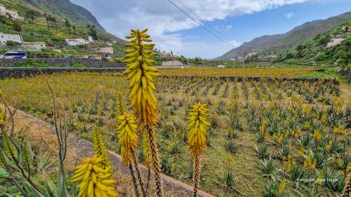 Tenerife-puhkus-kanaari-saared-Fotograaf-Aigar-Nagel-48