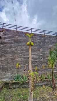 Tenerife-puhkus-kanaari-saared-Fotograaf-Aigar-Nagel-51